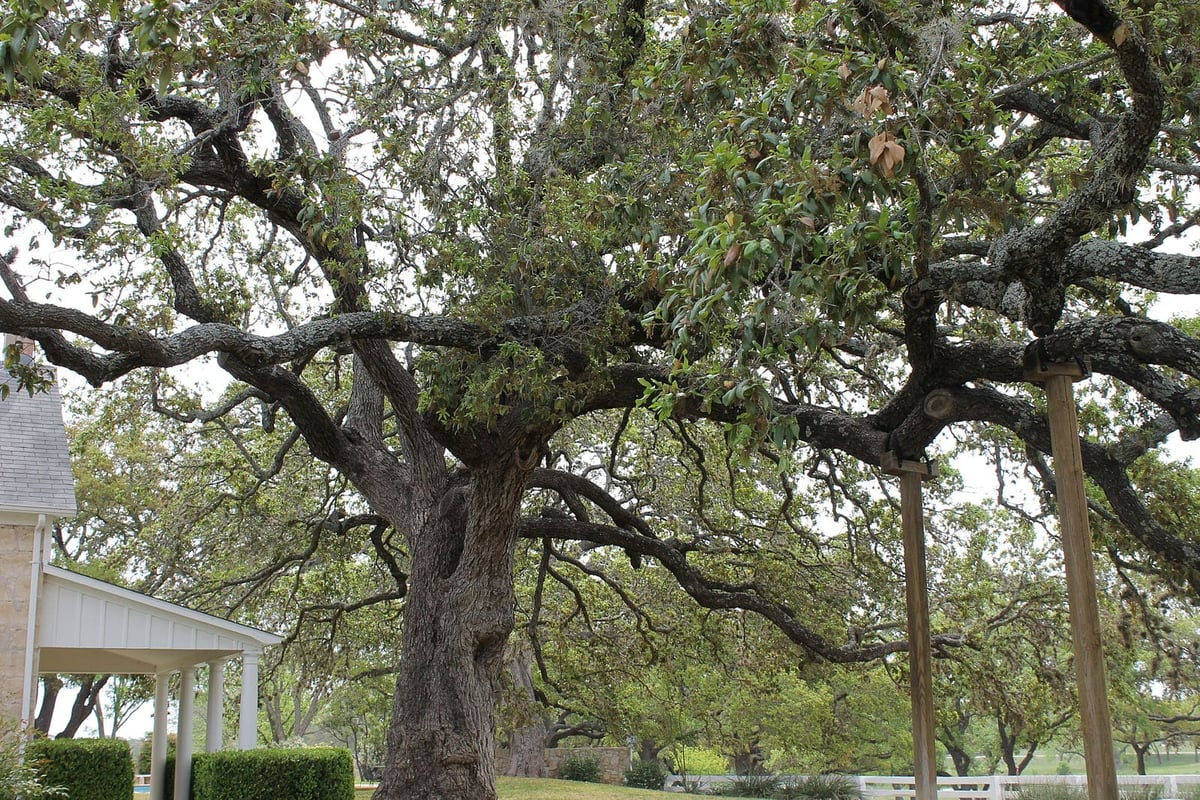 How Trees Can Shape Your Next Remodel
