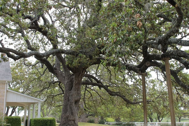 Portland Home Additions: Navigating Tree Protection Requirements