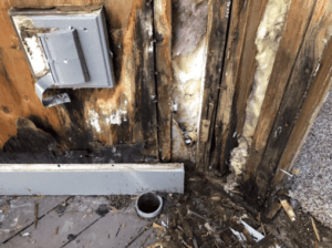dryrot2-300x224