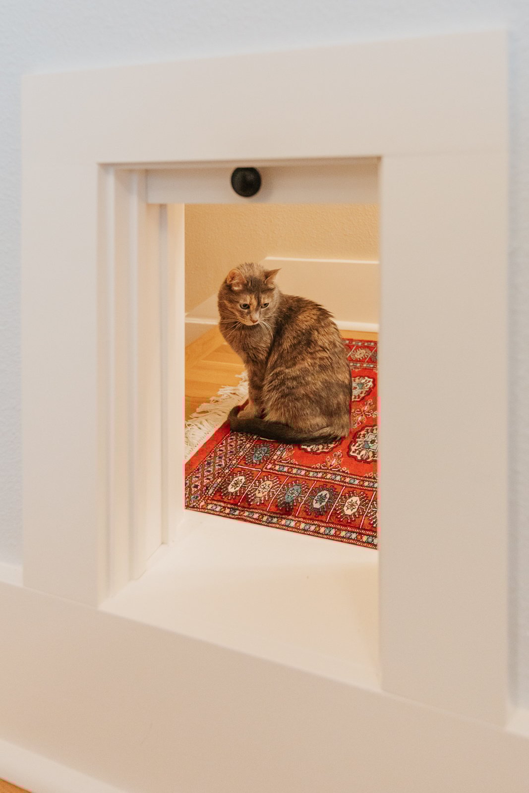 Bedroom Remodel Cat Door 