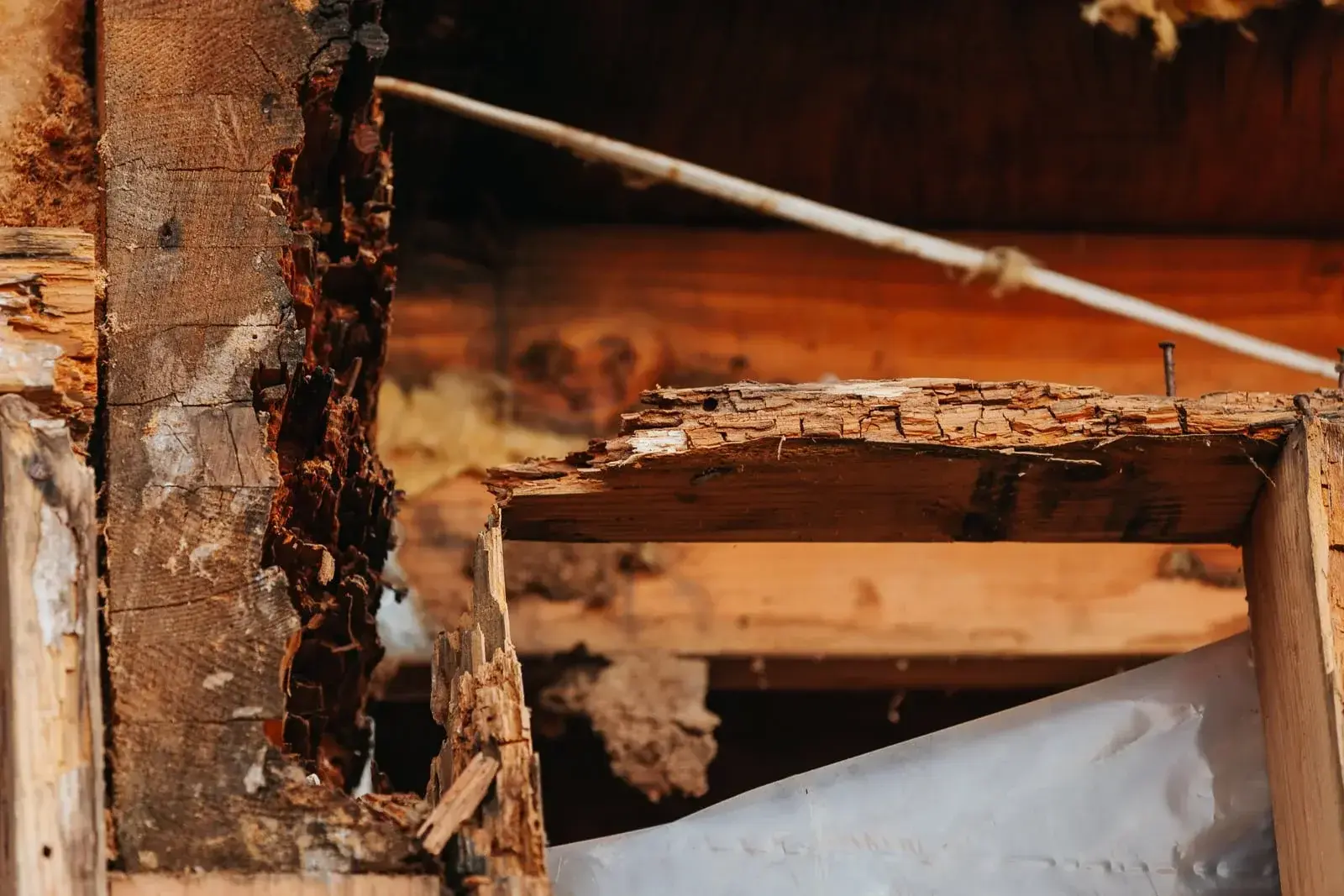 How to Identify Dry Rot in Your Portland Home