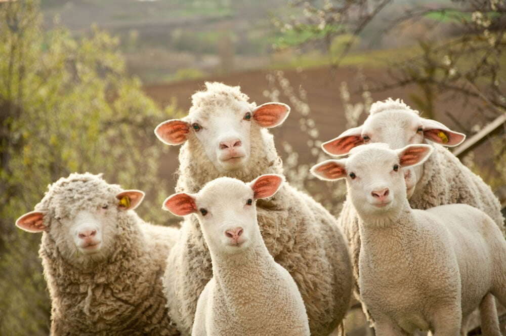 Does Sheep Wool Insulation Make Sense for Your Portland Home?